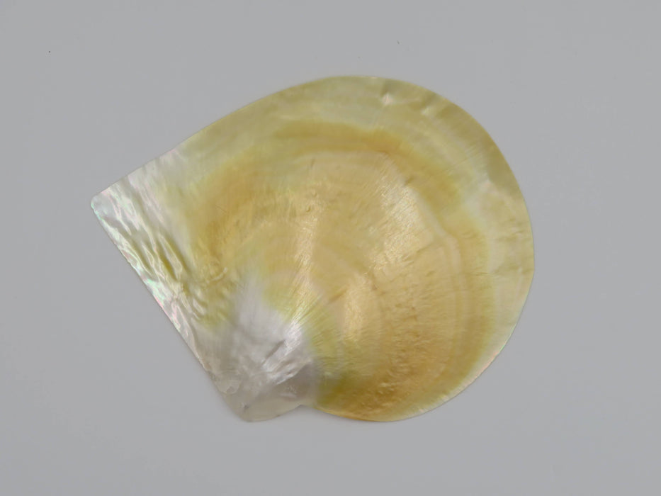 Mother of Pearl -helmiäissimpukka 13 cm