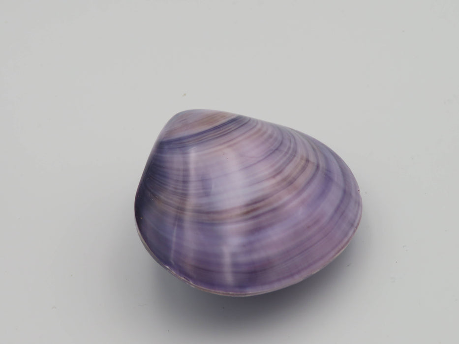 Kerang Uno Medium – Mercenaria-simpukankuori
