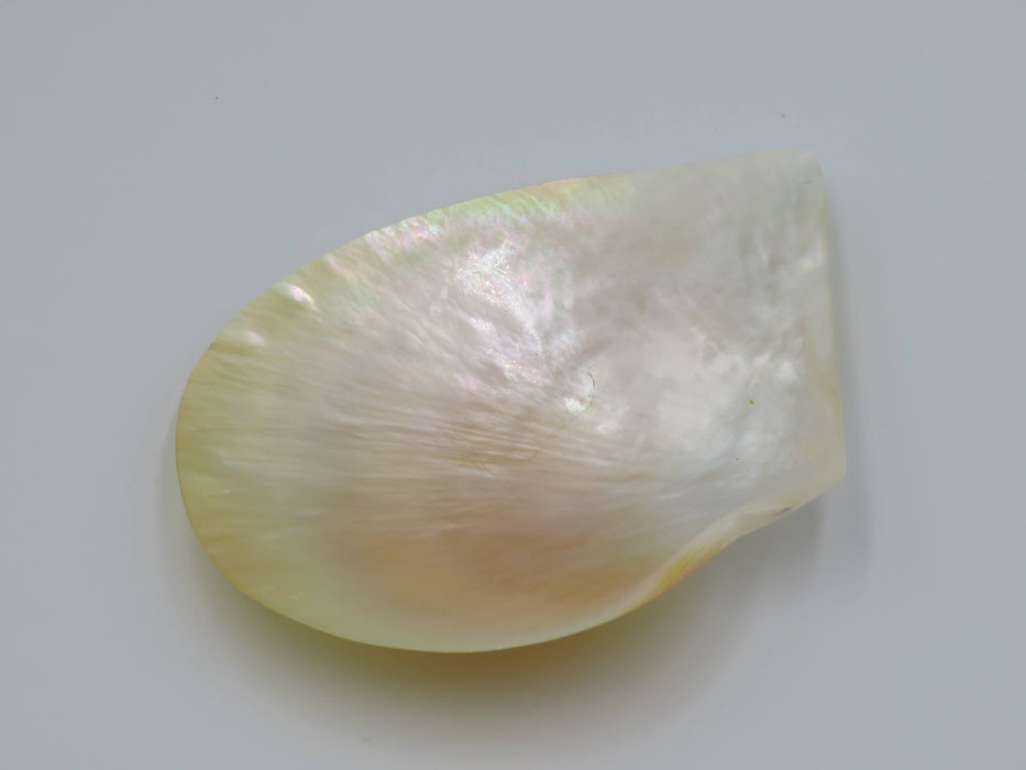 Mother of Pearl -helmiäissimpukka 13 cm