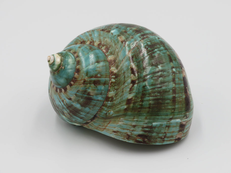 Turbo marmoratus -simpukankuori