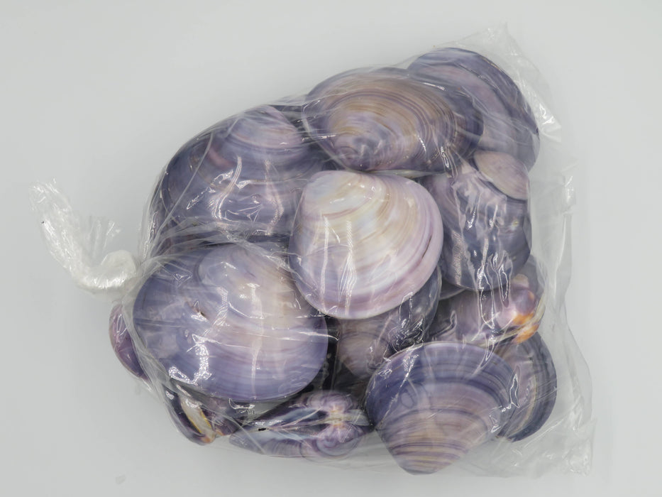 Kerang Uno Medium – Mercenaria-simpukankuori