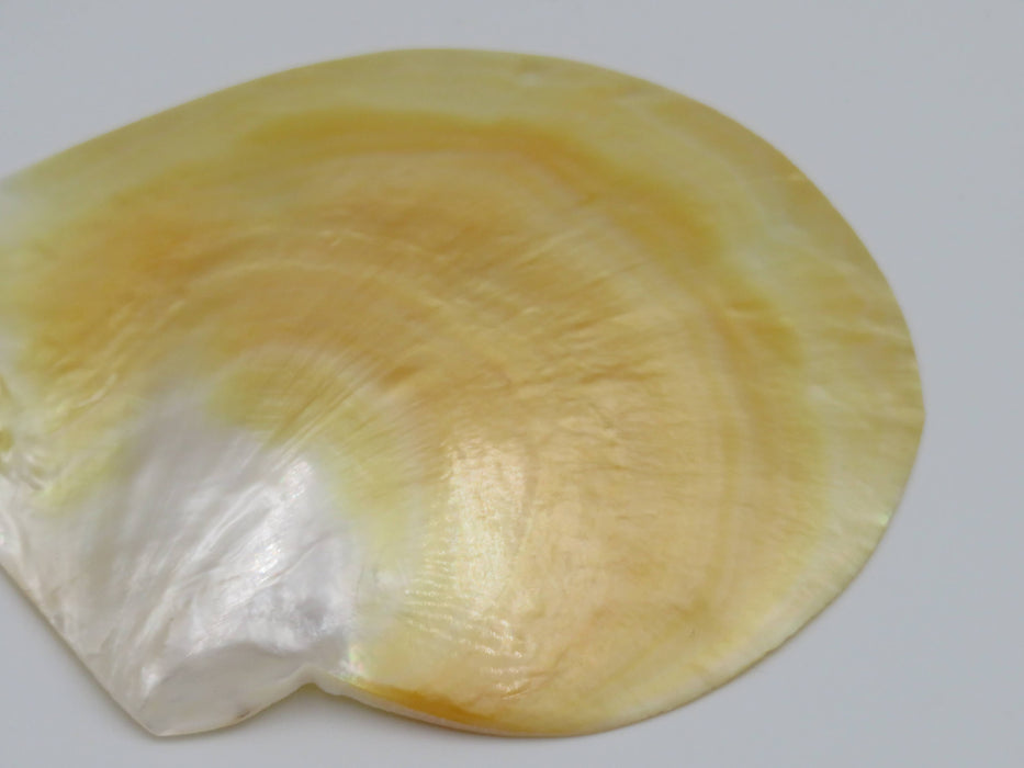 Mother of Pearl -helmiäissimpukka 13 cm
