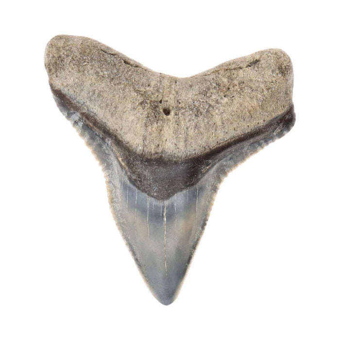 Fossilized Shark Tooth