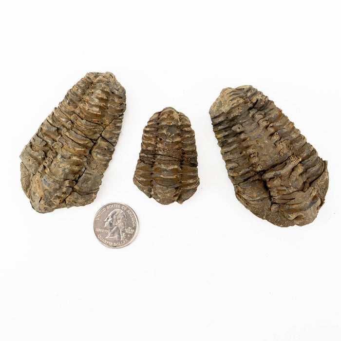 Mud Bugs (trilobites) fossiili