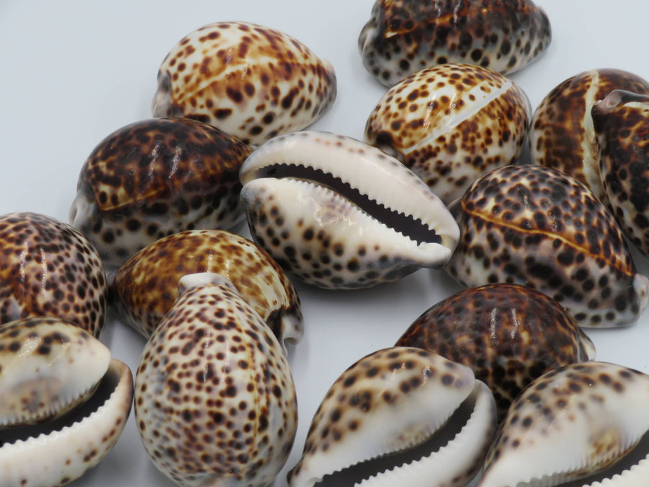 Tiikeriposliinikotilo – Cypraea tigris /kpl