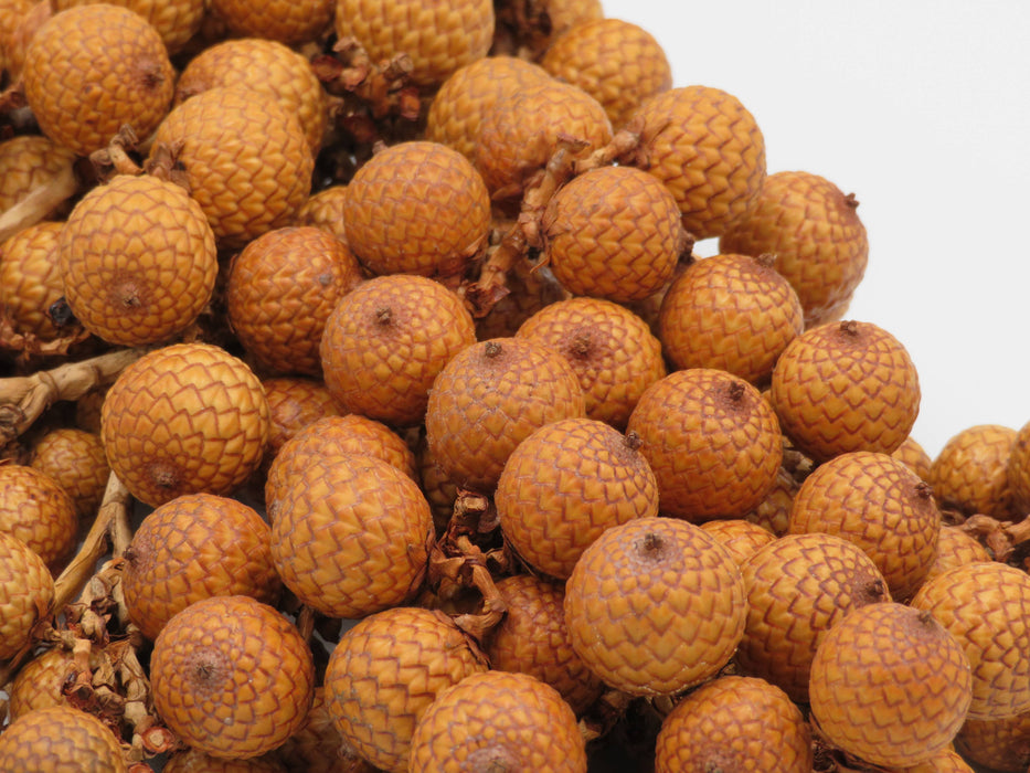 Rattan Fruit – luonnonkoriste