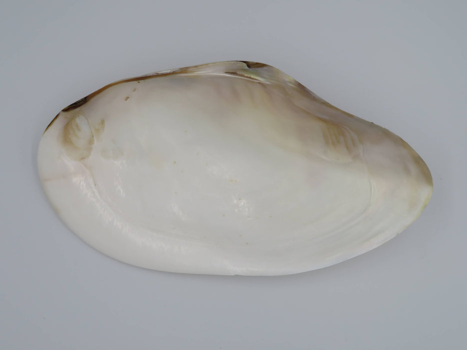 Kupang-simpukankuori helmiäishohdolla 20–22 cm