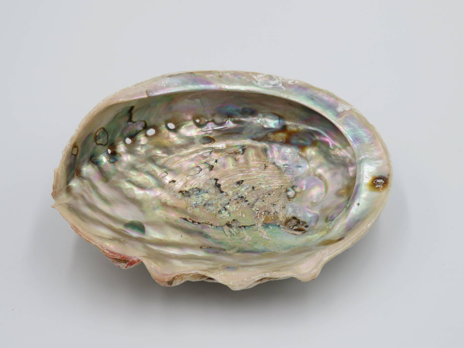Abalone-simpukankuori 15+ cm
