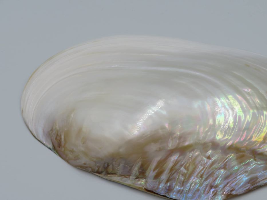 Kupang-simpukankuori helmiäishohdolla 20–22 cm