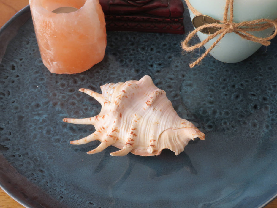 Bidung Spider Conch -simpukankuori