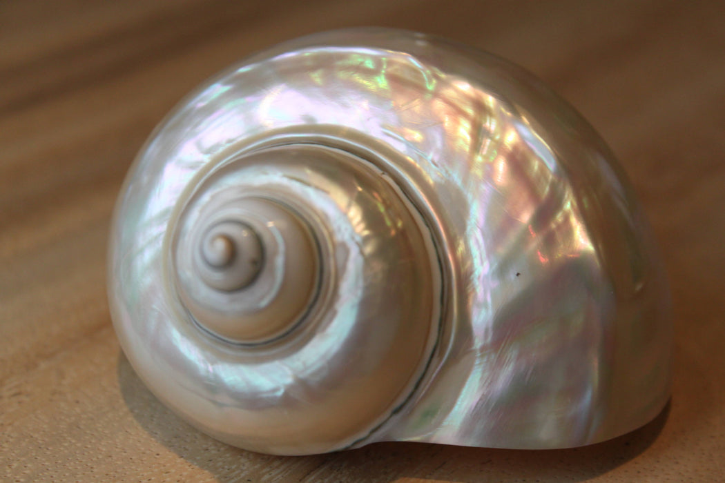 Turbo White – Turbo marmoratus -simpukankuori