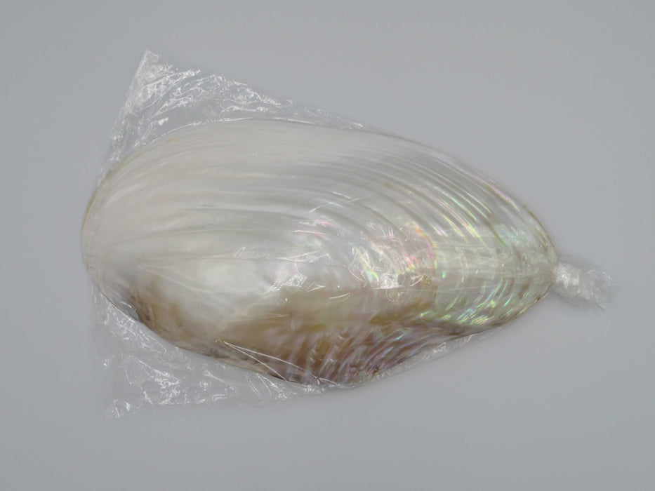 Kupang-simpukankuori helmiäishohdolla 20–22 cm