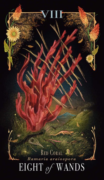 Midnight Magic : A Tarot Deck of Mushrooms - Sara Richard