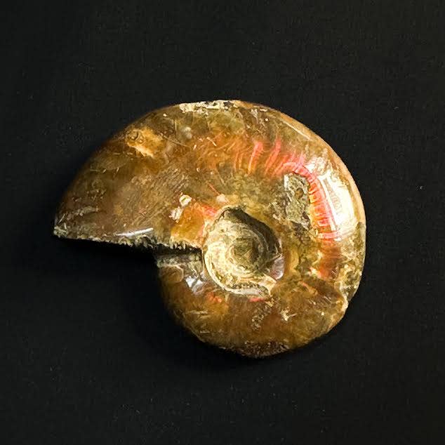 Fire Ammonite Tuliammoniitti n. 5,5-6cm