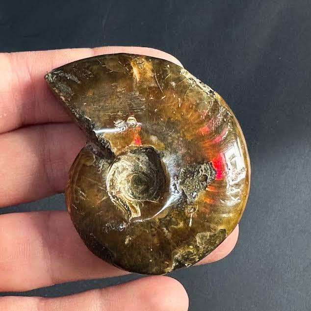 Fire Ammonite Tuliammoniitti n. 5,5-6cm