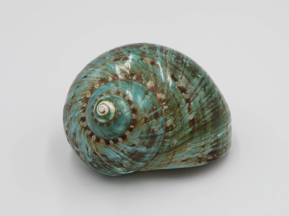 Turbo marmoratus -simpukankuori