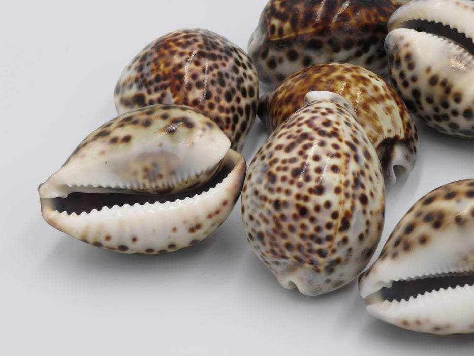 Tiikeriposliinikotilo – Cypraea tigris /kpl