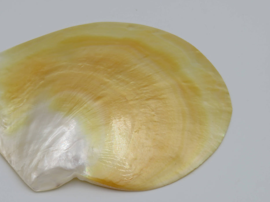 Mother of Pearl -helmiäissimpukka 13 cm