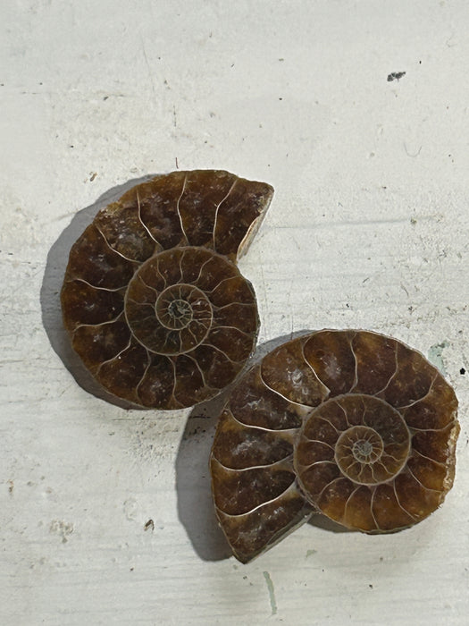 Semi-polished Ammonite fossil 2-3cm