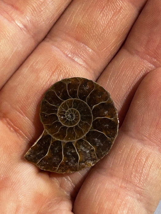 Semi-polished Ammonite fossil 2-3cm