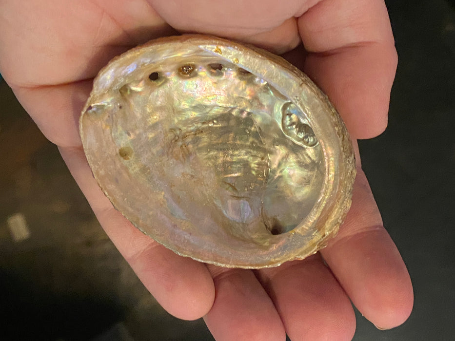 Abalone shell 5-8cm