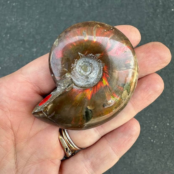 Fire Ammonite Tuliammoniitti n. 5,5-6cm
