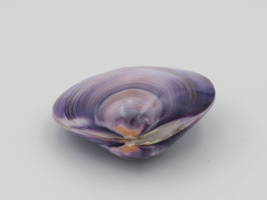 Kerang Uno Medium – Mercenaria-simpukankuori