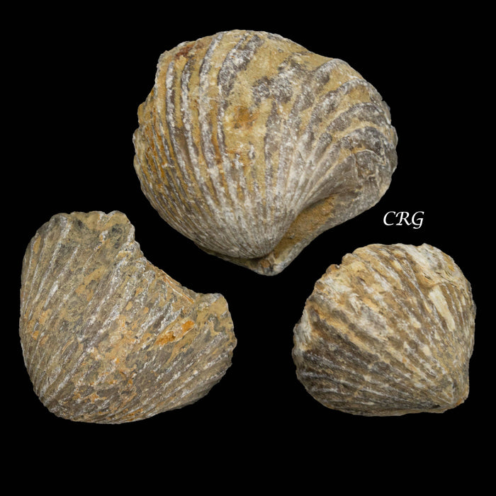 Brachiopod fossiili