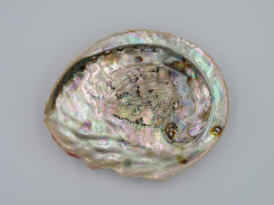 Abalone-simpukankuori 15+ cm