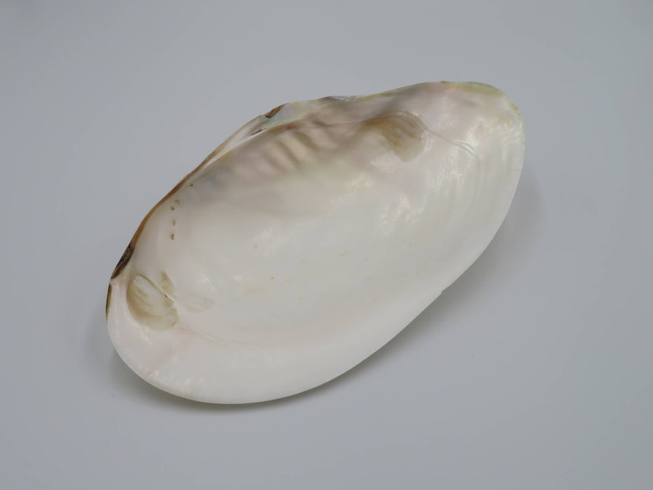 Kupang-simpukankuori helmiäishohdolla 20–22 cm
