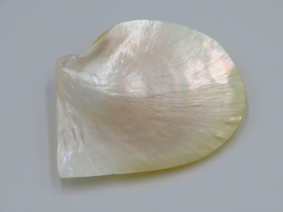 Mother of Pearl -helmiäissimpukka 13 cm