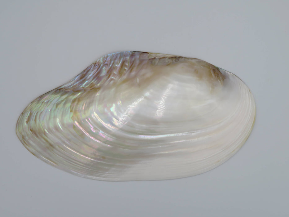 Kupang-simpukankuori helmiäishohdolla 20–22 cm