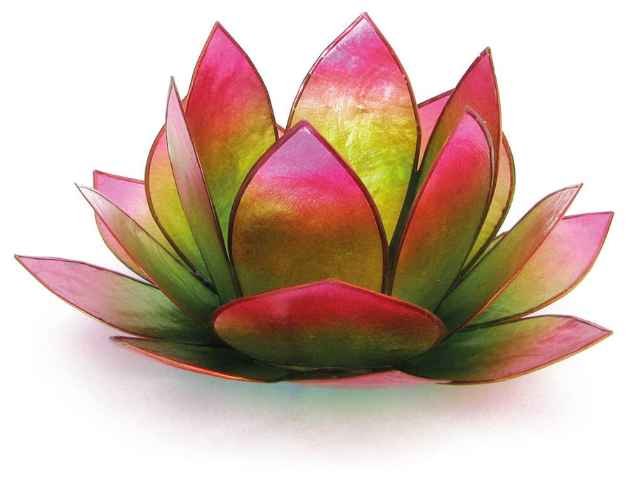 Lotus lantern pink-green "sunrise"