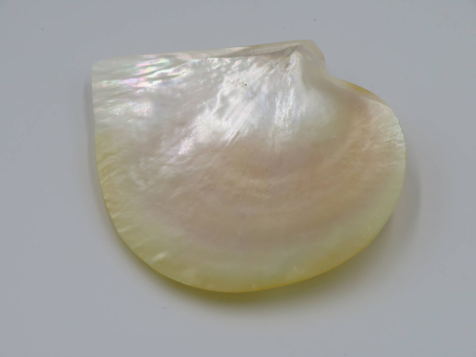 Mother of Pearl -helmiäissimpukka 13 cm