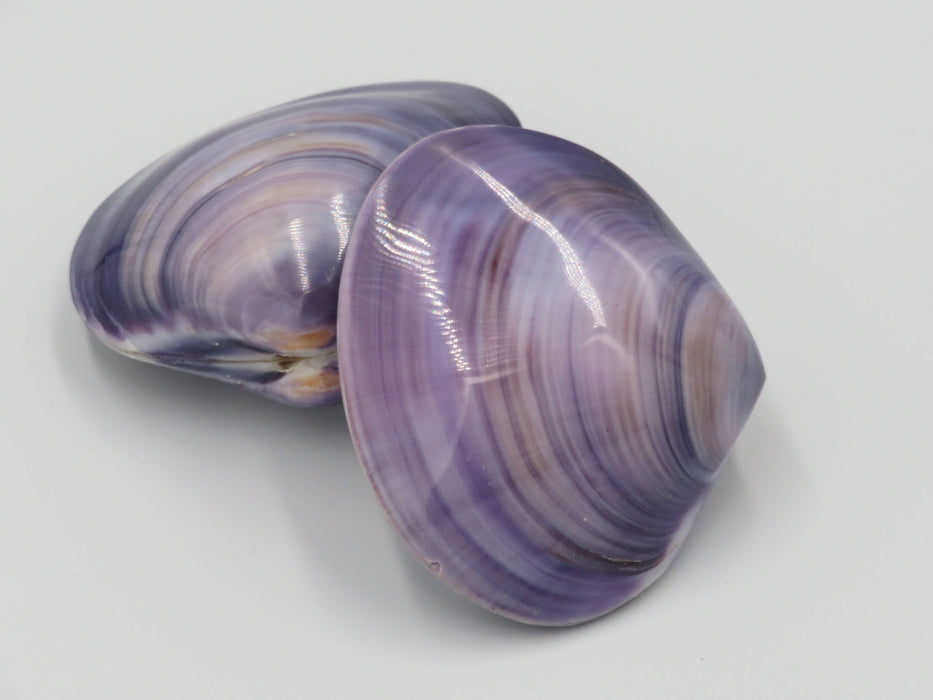 Kerang Uno Medium – Mercenaria-simpukankuori