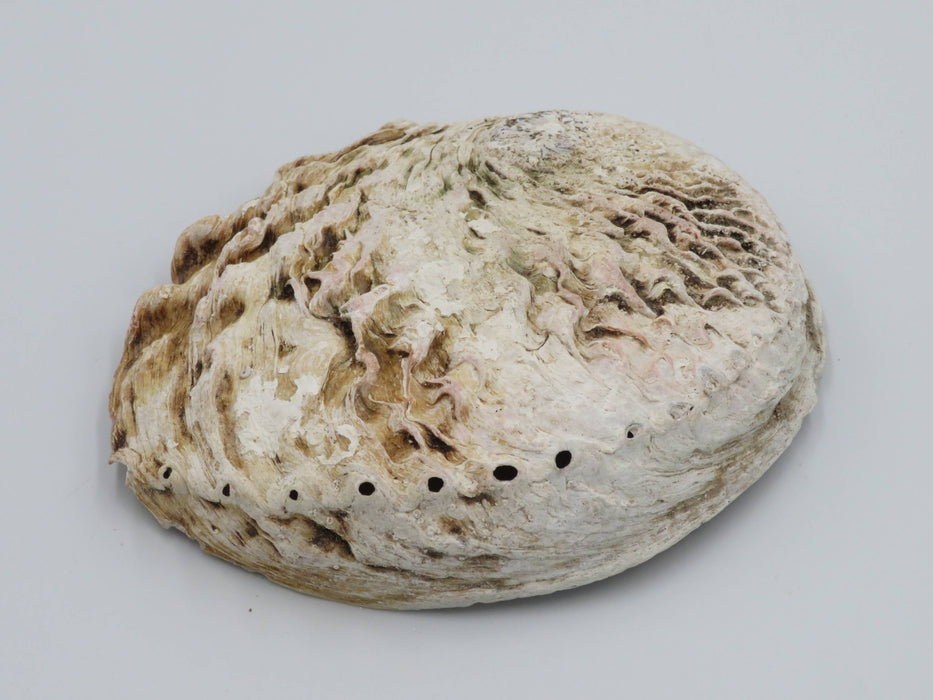 Abalone-simpukankuori 15+ cm