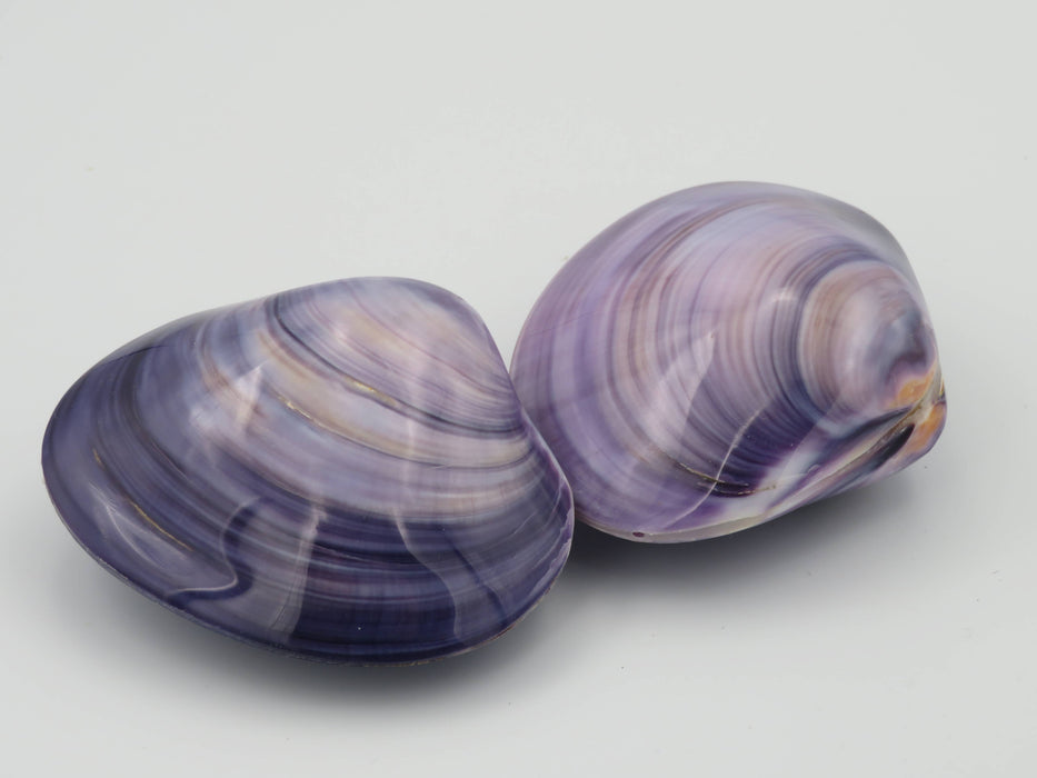 Kerang Uno Medium – Mercenaria-simpukankuori