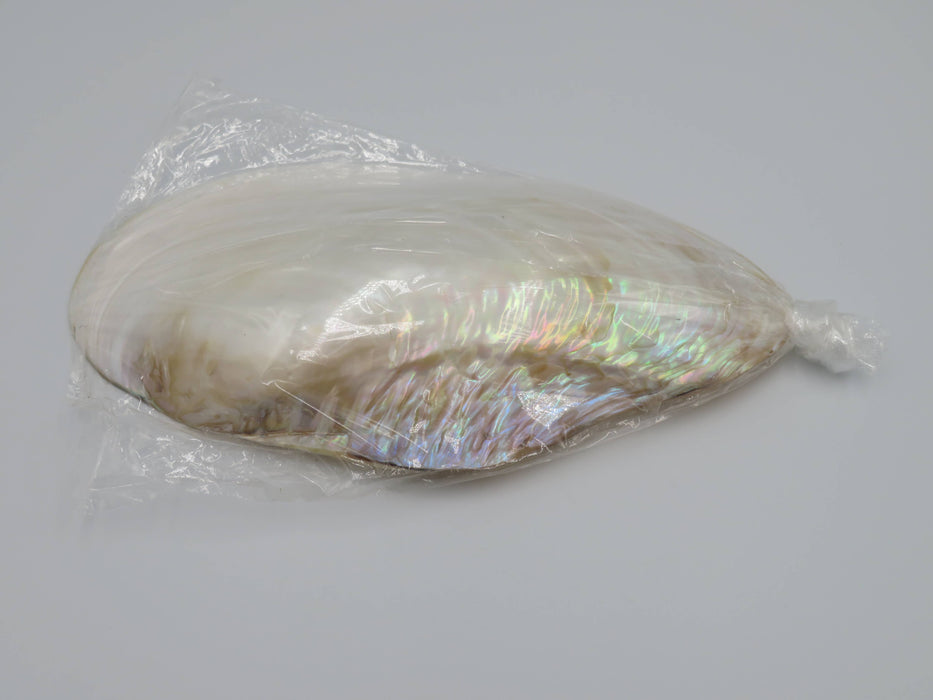 Kupang-simpukankuori helmiäishohdolla 20–22 cm