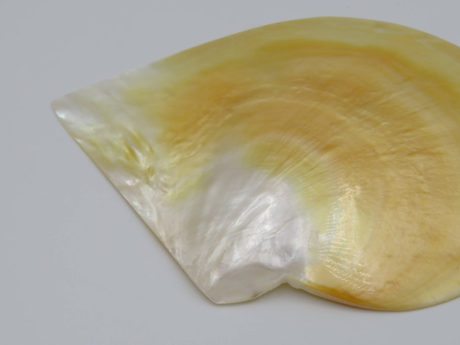 Mother of Pearl -helmiäissimpukka 13 cm