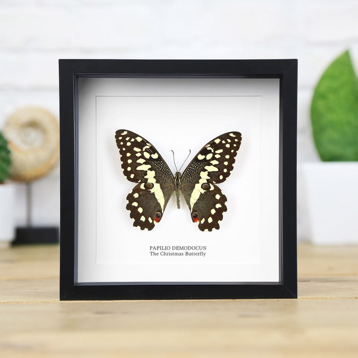 The Christmas Butterfly Papilio demodocus in frame 16 x 16 x 6cm - Curated Studio