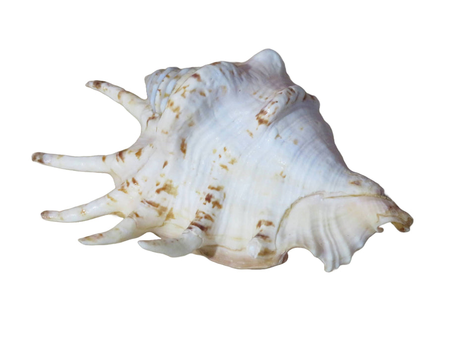 Bidung Spider Conch -simpukankuori