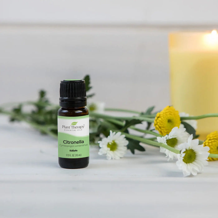 Citronella eteerinen öljy 10ml - Plant Therapy