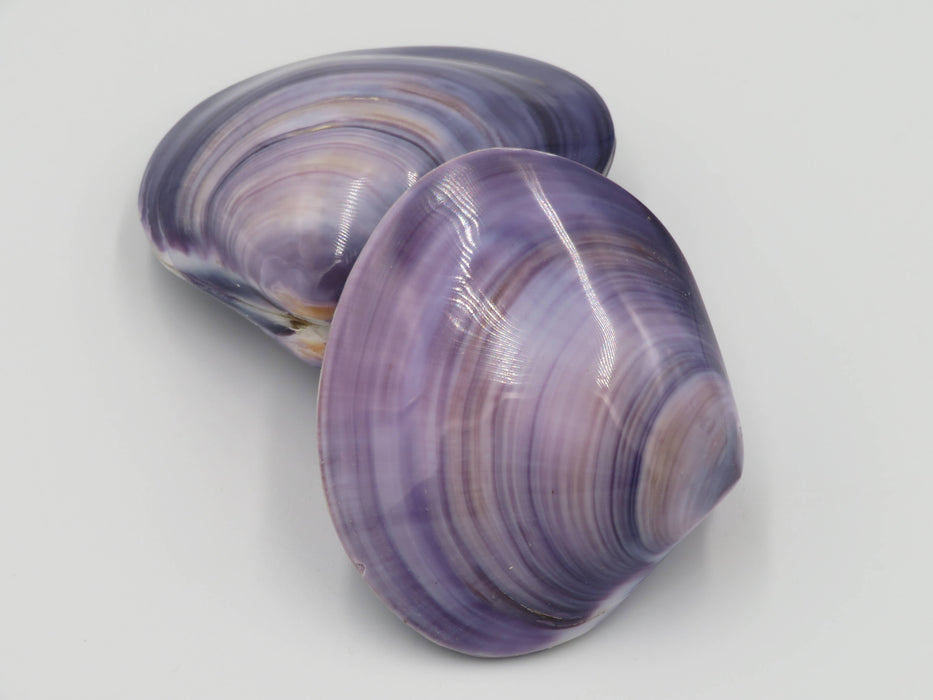 Kerang Uno Medium – Mercenaria-simpukankuori