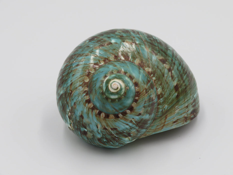 Turbo marmoratus -simpukankuori