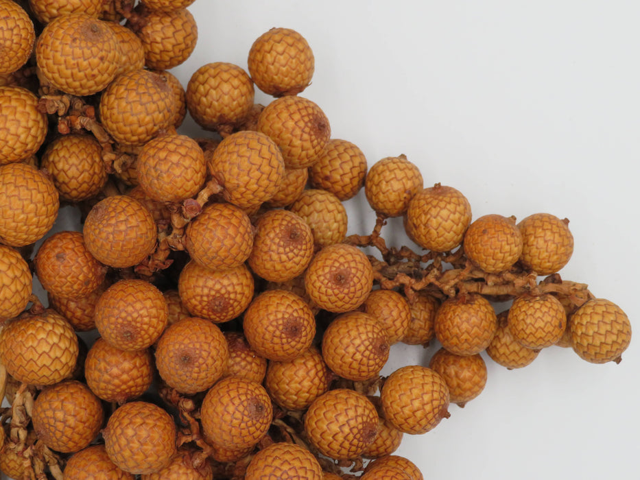 Rattan Fruit – luonnonkoriste
