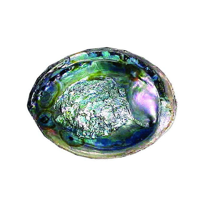 Abalone-Muschel 15–16 cm