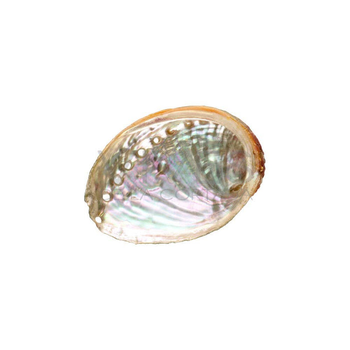 Abalone shell 5-8cm