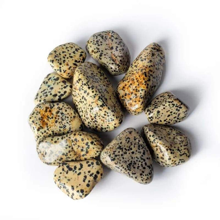 Dalmatian jaspis rumpuhiottu 3-5cm - Tarotpuoti