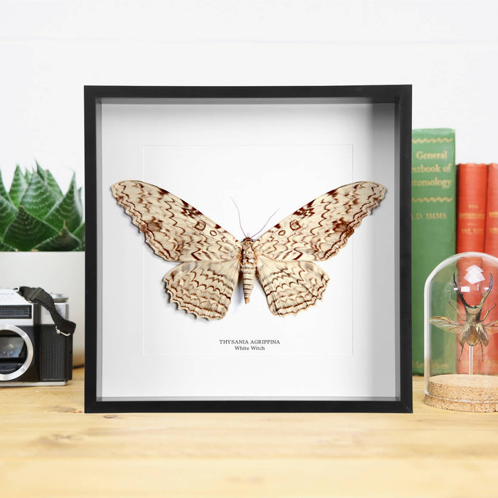 Thysania Agrippina White Witch Moth kehyksessä  26 x 26 x 6 cm- Curated Studio