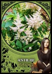 Flower Magic Oracle cards - Tarotpuoti